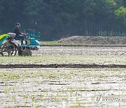 강원 고성군 첫 모내기