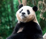 “중국 곰 얘기 제발 그만”… ‘푸바오 신드롬’에 피로감