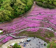 '천지가 핑크'...불암산 뒤덮은 10만 철쭉