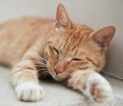 고양이 96마리의 의문의 죽음… "볼드모트 사료 공포"