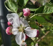 “사과도 귀하고 꿀벌도 귀하고…” 사과꽃에 적과제 사용 주의하세요