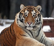 시베리아호랑이 ‘태백’ 숨져…서울대공원서 1년새 4마리 폐사