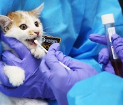 ‘고양이 급사 공포’에 사료 검사·부검 의뢰 급증