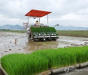 부산 첫 모내기