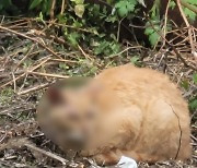 부산 강서구 공장 밀집 지역서 고양이 학대 의심…동물단체 고발