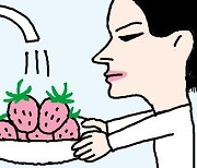 [리빙포인트] 씻은 딸기 보관할 때는
