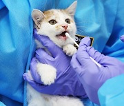 고양이 진료 불만에…장검으로 동물병원 직원 협박한 70대 징역형