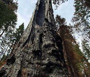 산불로 타버린 숲 벌목하려다 고소당한 미국 산림청
