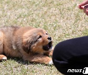 경찰견·수색견 '동물현충원'에 묻힌다…"희생 잊지 않을 것"