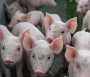 가축 분뇨 73%가 돼지·한우·육우 농장에서 나와