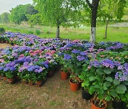 고양국제꽃박람회, 화훼 농가와 함께 200종·7만본 꽃들로 정원 연출