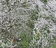 [제주소식] 벚나무 빗자루병 긴급 방제