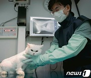 고양이 집단폐사 논란…당근, 고양이 사료 '일괄 거래 금지'