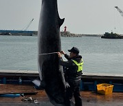 포항 호미곶 앞바다에서 길이 4.1m 밍크고래 혼획…5500만원 위판