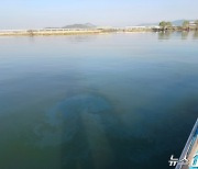 충남 아산호서 기름띠 발견…긴급 방제 중
