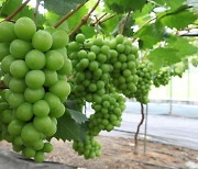 Price of Shine Muscat continues to fall due to increase in production and decrease in quality