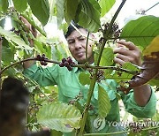 `16년 만의 최고` 커피 원두값…베트남 가뭄에 50% 급등, 고공행진 우려
