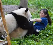 먹이 주던 중국 사육사 덮친 판다…이례적 공격에 동물원 ‘발칵’