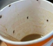 공항 자판기 커피 마시고 죽을 뻔한 20대女···"컵에 벌레가 우글우글"