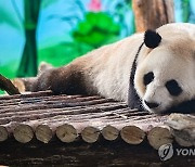 CHINA WILD ANIMAL PARK GIANT PANDA