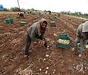 TUNISIA AGRICULTURE POTATOES