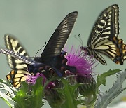 [영상] 형형색색 나비의 화려한 군무...'함평 나비대축제' 개막