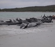 호주 해변에 파일럿고래 160여 마리 ‘좌초’…20여 마리 폐사