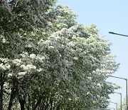 만개한 이팝나무