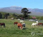 [다시! 제주문화] (83)"마지막 말테우리도 떠났다"…사라지는 목축문화