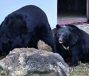 2026년 곰 사육 금지…협력방안 논의 민관협의체 개최