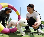 놀이도 훈련도 모두 가능한 반려견 놀이터