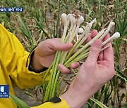 곧 수확인데 ‘벌마늘’ 비상…“전수 조사·수매 요구”