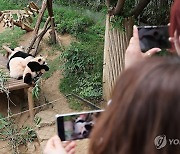 엄마와 함께 있는 루이바오 찍어요