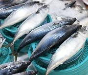 흔한 ‘국민 생선’… 가격 저렴해도 영양 성분은 만점