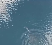 '구해줘서 고맙고래'…캐나다 석호에 갇힌 새끼 범고래, 한 달 만에 바다로[통신One]