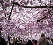 [포토] 벚꽃 만개한 스웨덴 스톡홀름