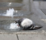 [포토에세이] 비둘기도 더운 날씨