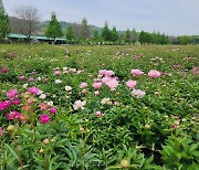 작약꽃 봄의 매력 흠뻑 발산 중인 '합천 핫들생태공원'으로 꽃구경가요! 