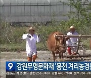 강원무형문화재 ‘홍천 겨리농경문화’ 시연