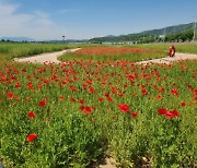 [포토뉴스]하양경관 농업단지에 붉게 핀 양귀비 꽃 '눈길'