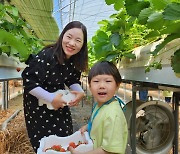 영동군, 소비자가 함께하는 딸기 수확 체험