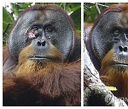 Orangutan Self-Medication