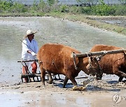 두마리 소가 농사…홍천서 겨리농경문화 시연