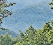 횡성 '싱싱포레 숲경영체험림' 산림청 1호 숲경영체험림 승인
