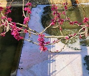 예수 배반한 유다가 목매단 ‘유다나무’…진홍색 밥풀떼기 박태기꽃[정충신의 꽃·나무 카페]