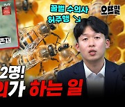 꿀벌도 수술을 한다? 수의사가 양봉장 찾아다니는 이유