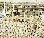 INDONESIA-YOGYAKARTA-MUSHROOM-CULTIVATION