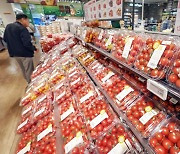 큰 폭으로 상승한 방울토마토 가격