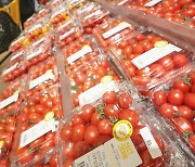 전년 대비 40% 넘게 오른 방울토마토 가격