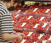 전년 대비 40% 넘게 상승한 방울토마토 가격